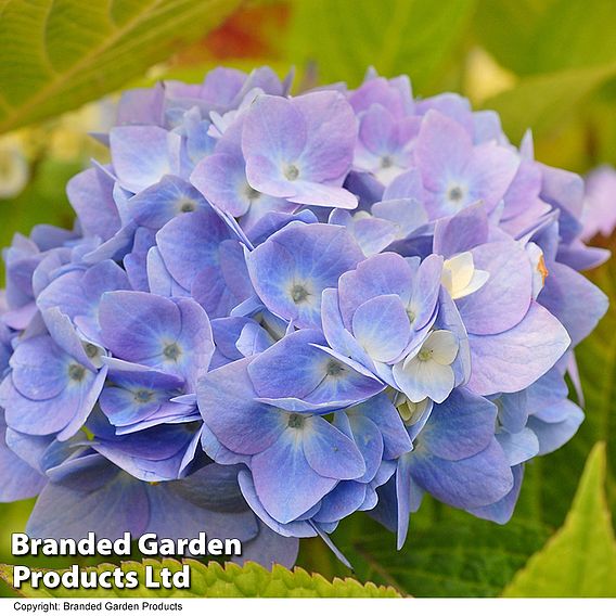 Hydrangea macrophylla Endless Summer® THE ORIGINAL