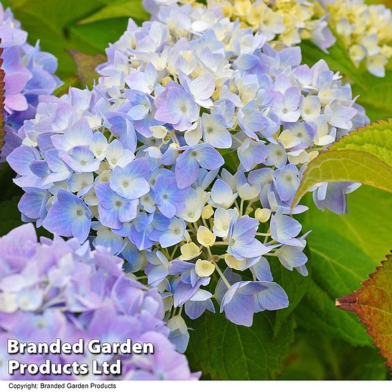 Hydrangea macrophylla Endless Summer® THE ORIGINAL