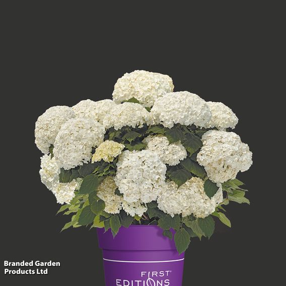 Hydrangea arborescens 'FlowerWOW'