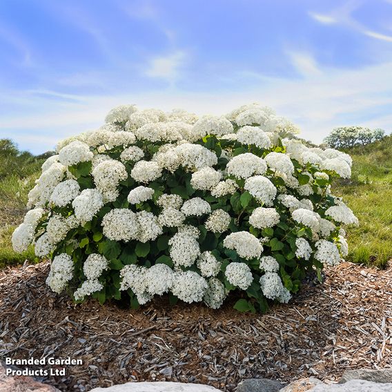 Hydrangea arborescens 'FlowerWOW'