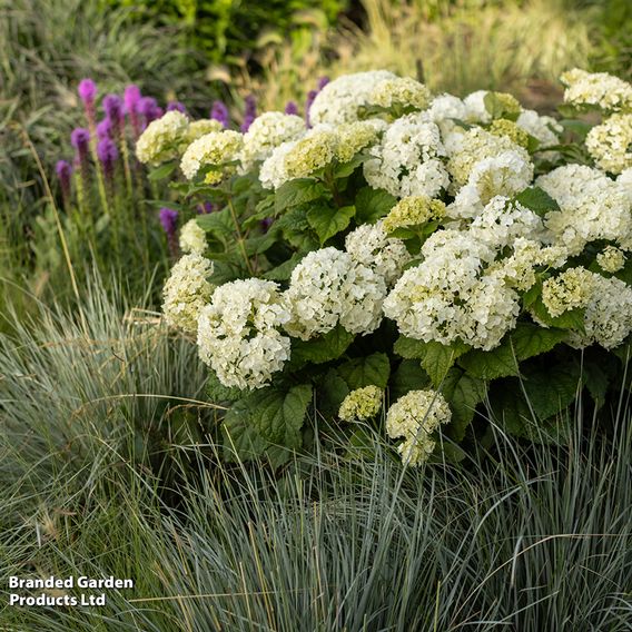Hydrangea arborescens 'FlowerWOW'