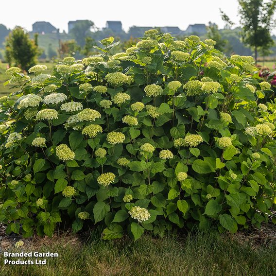 Hydrangea arborescens 'FlowerWOW'