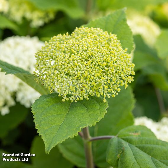 Hydrangea arborescens 'FlowerWOW'