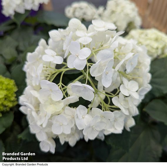 Hydrangea arborescens 'FlowerWOW'