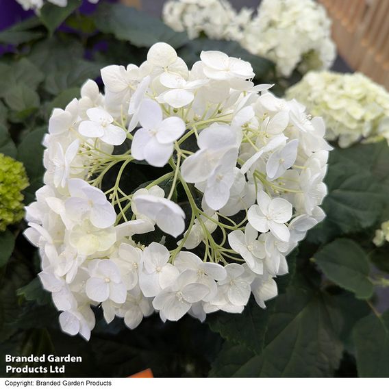 Hydrangea arborescens 'FlowerWOW'