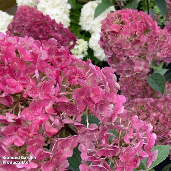 Hydrangea paniculata 'Framboisine® Rensam'