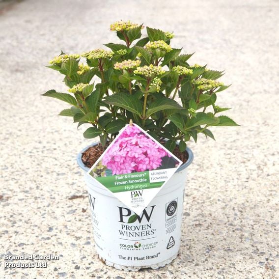 Hydrangea serrata 'Flair & Flavours® Frozen Smoothie Proven Winners®'