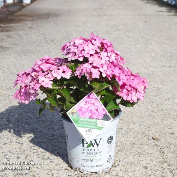 Hydrangea serrata 'Flair & Flavours® Frozen Smoothie Proven Winners®'