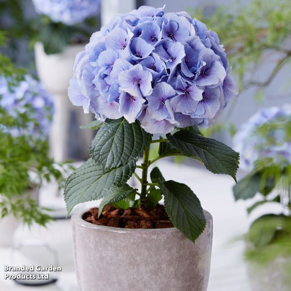 Hydrangea 'Giant Fusion'