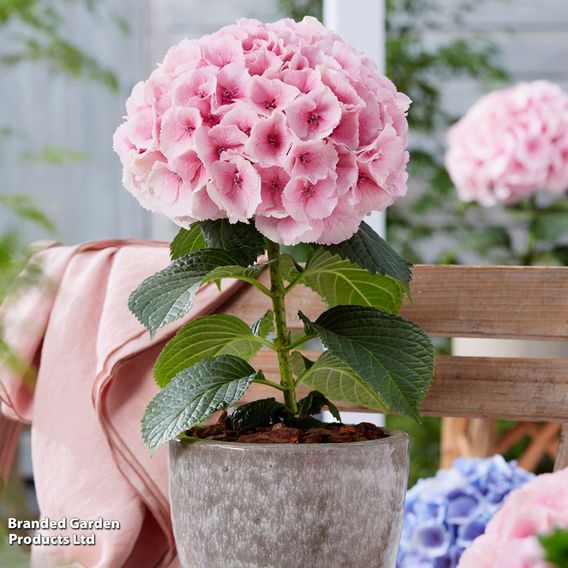 Hydrangea 'Giant Fusion'