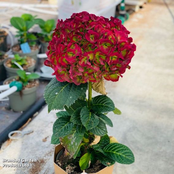 Hydrangea 'Giant Fusion'