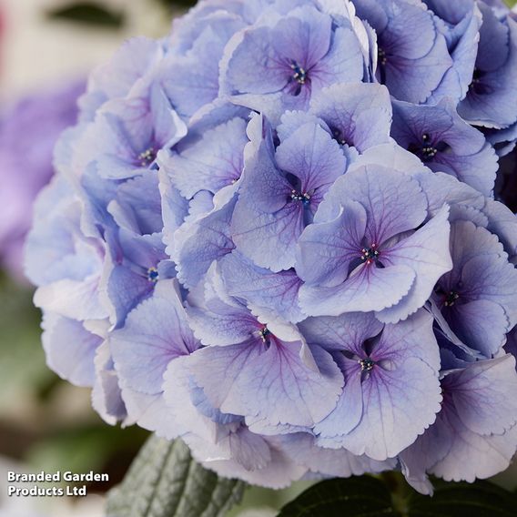Hydrangea 'Giant Fusion'