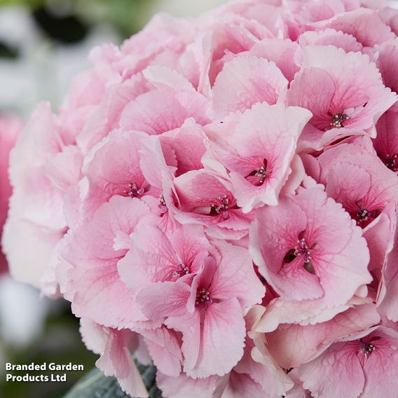 Hydrangea 'Giant Fusion'