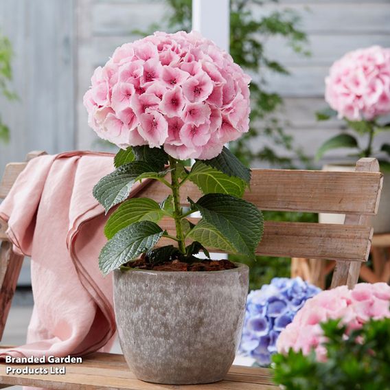 Hydrangea 'Giant Fusion'