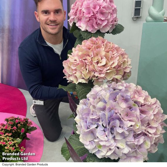 Hydrangea 'Giant Fusion'