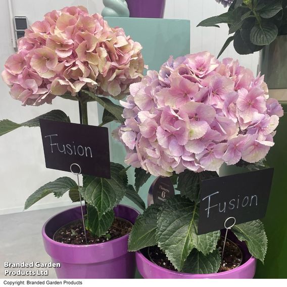 Hydrangea 'Giant Fusion'