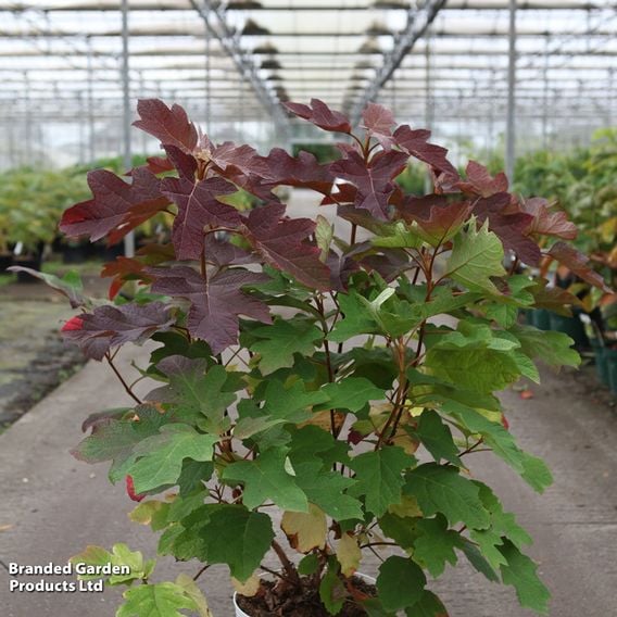 Hydrangea quercifolia 'Gatsby Star'