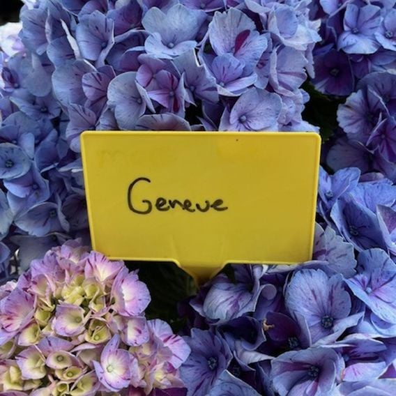 Hydrangea macrophylla 'Genéve'