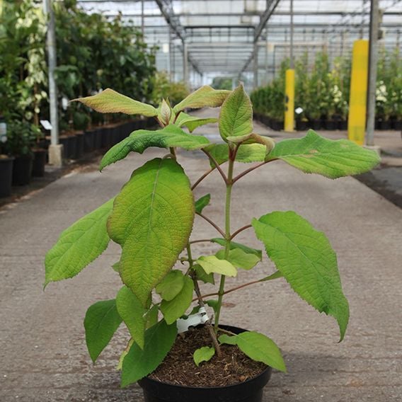 Hydrangea aspera 'Goldrush'