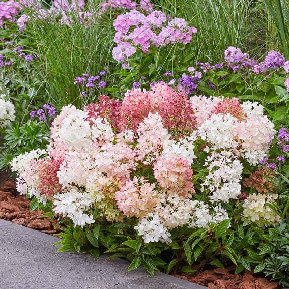 Hydrangea paniculata 'Groundbreaker Blush'
