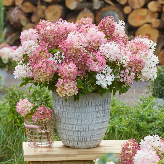 Hydrangea paniculata 'Groundbreaker Blush'