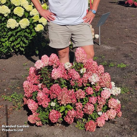 Hydrangea paniculata 'Groundbreaker Ruby'
