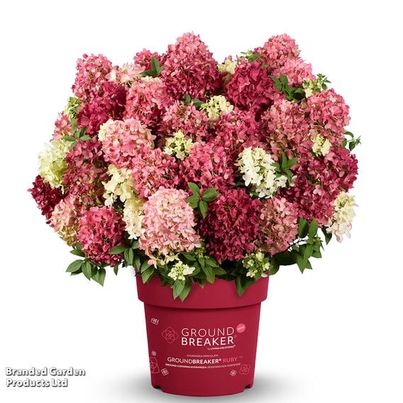Hydrangea paniculata 'Groundbreaker Ruby'