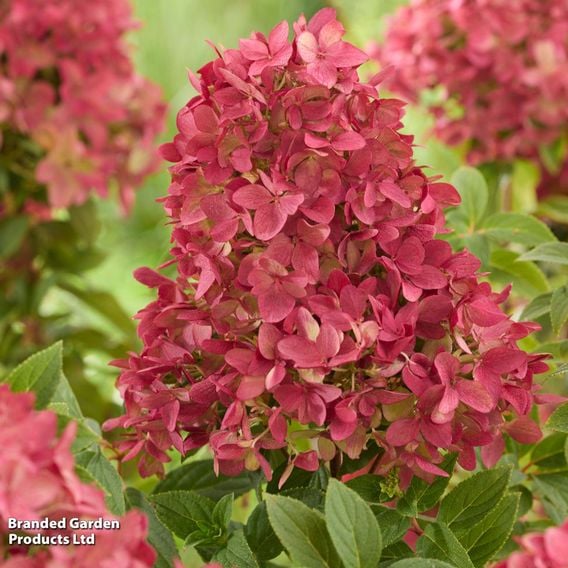 Hydrangea paniculata 'Groundbreaker Ruby'