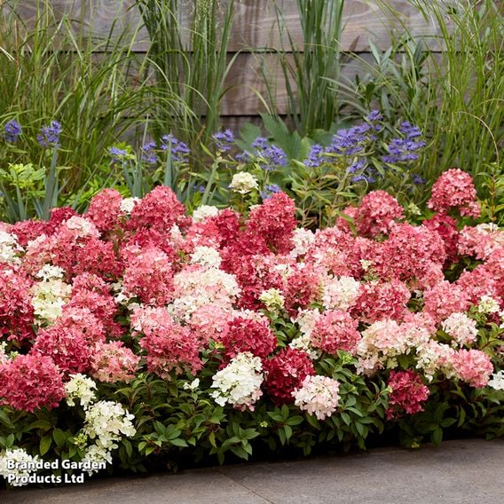 Hydrangea paniculata 'Groundbreaker Ruby'