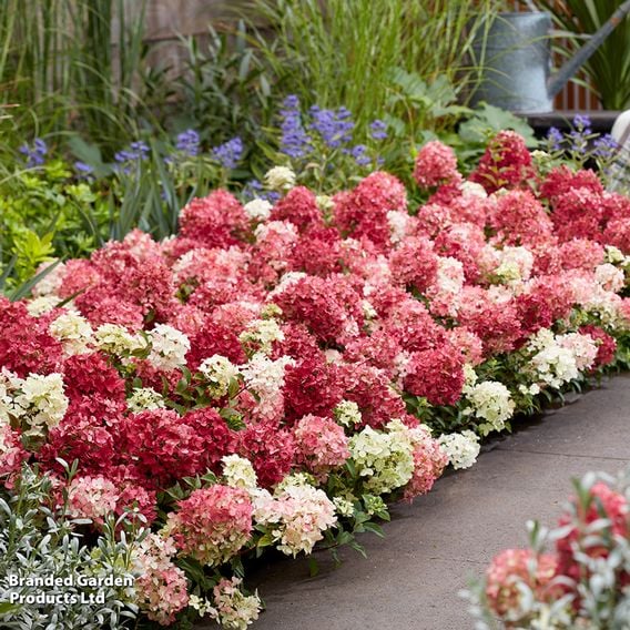 Hydrangea paniculata 'Groundbreaker Ruby'