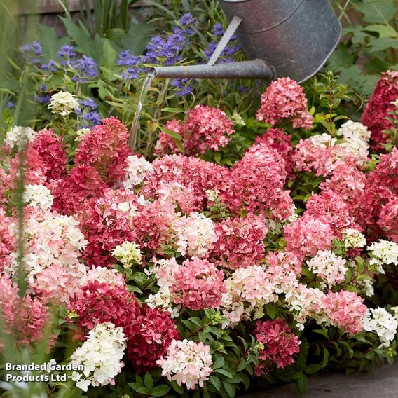 Hydrangea paniculata 'Groundbreaker Ruby'