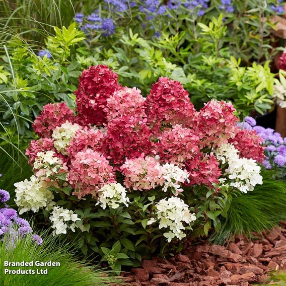 Hydrangea paniculata 'Groundbreaker Ruby'