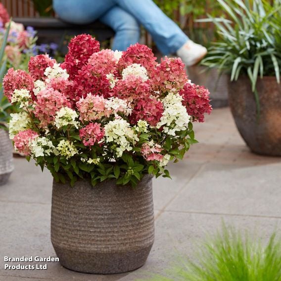 Hydrangea paniculata 'Groundbreaker Ruby'