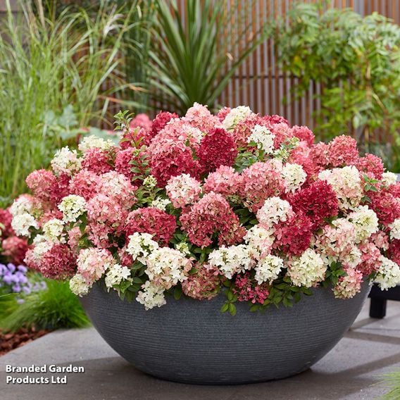 Hydrangea paniculata 'Groundbreaker Ruby'