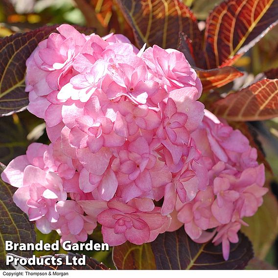 Hydrangea macrophylla 'Hobella'