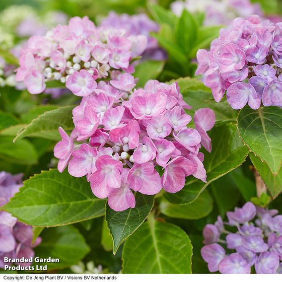 Hydrangea macrophylla 'Hortbux'