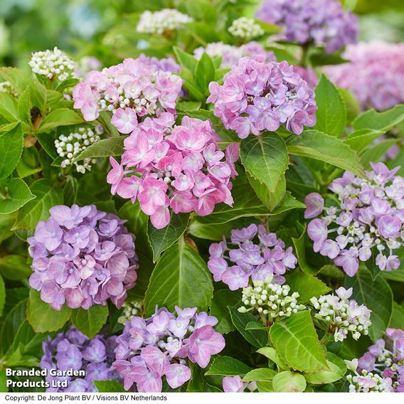 Hydrangea macrophylla 'Hortbux'