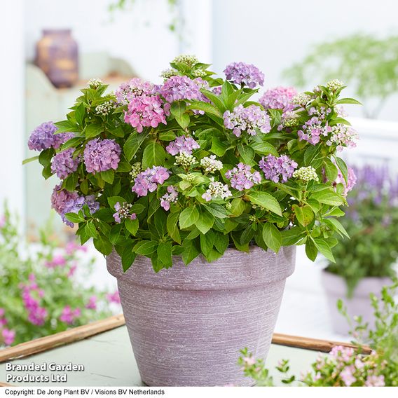Hydrangea macrophylla 'Hortbux'