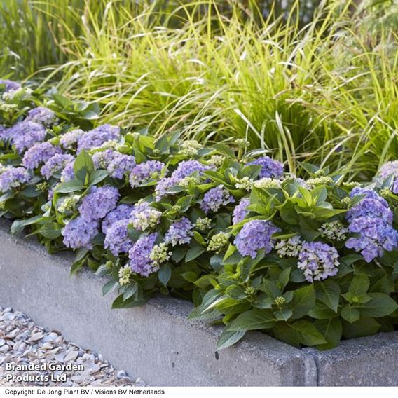 Hydrangea macrophylla 'Hortbux'