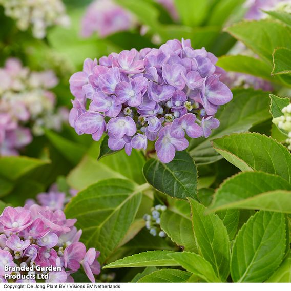 Hydrangea macrophylla 'Hortbux'