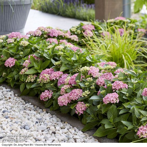 Hydrangea macrophylla 'Hortbux'