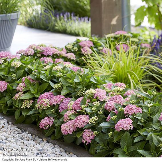 Hydrangea macrophylla 'Hortbux'