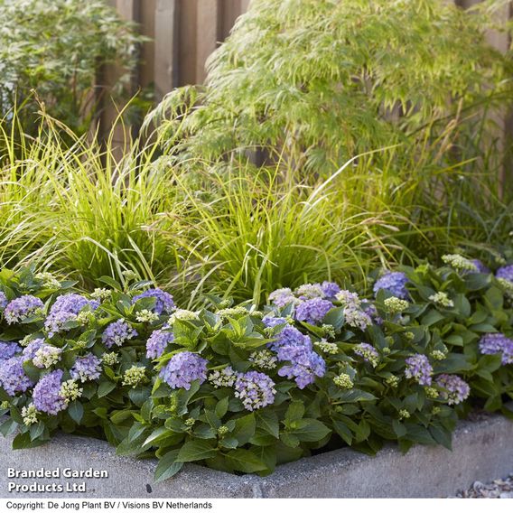 Hydrangea macrophylla 'Hortbux'