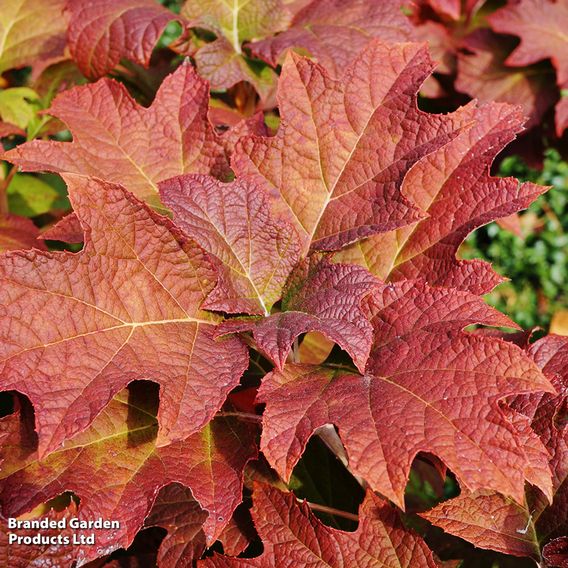 Hydrangea quercifolia 'Jetstream'