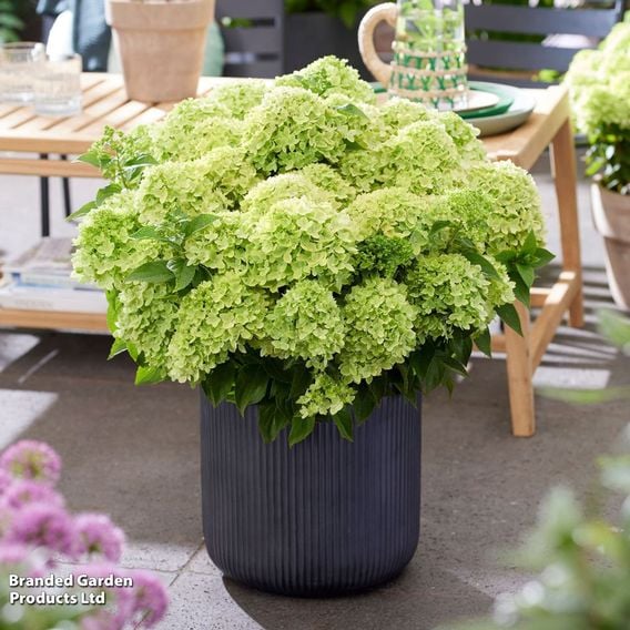 Hydrangea 'Living Little' Duo