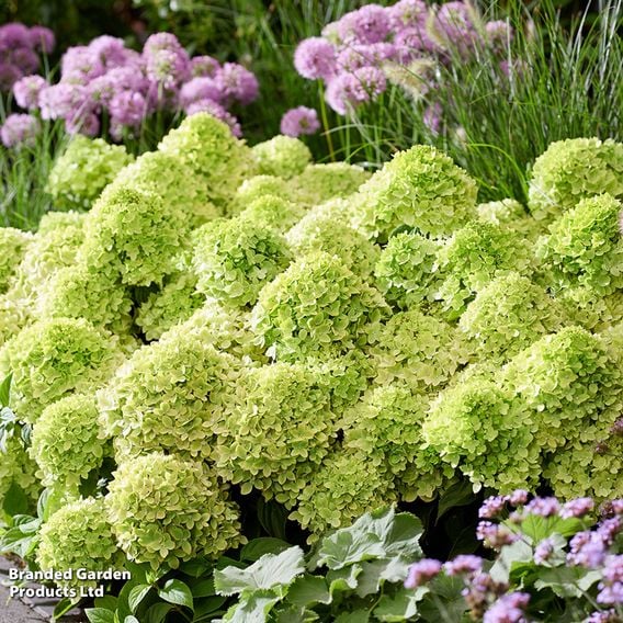 Hydrangea 'Living Little' Duo