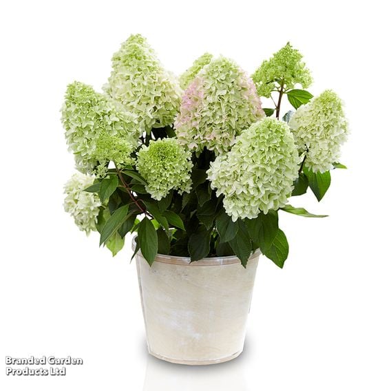 Hydrangea 'Little Fresco'