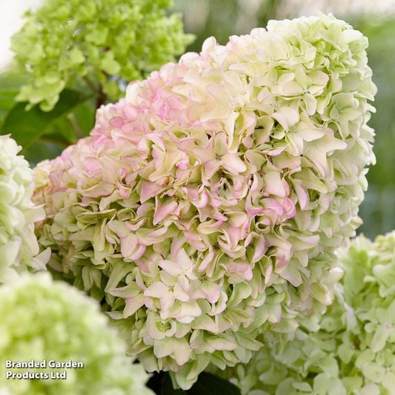 Hydrangea 'Little Fresco'