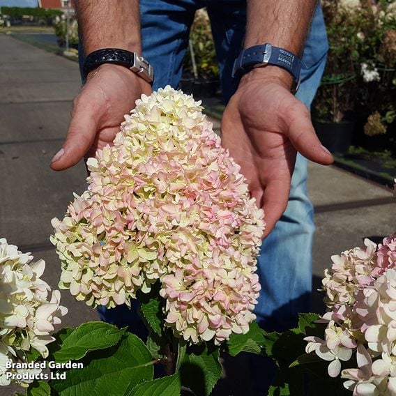 Hydrangea 'Little Fresco'