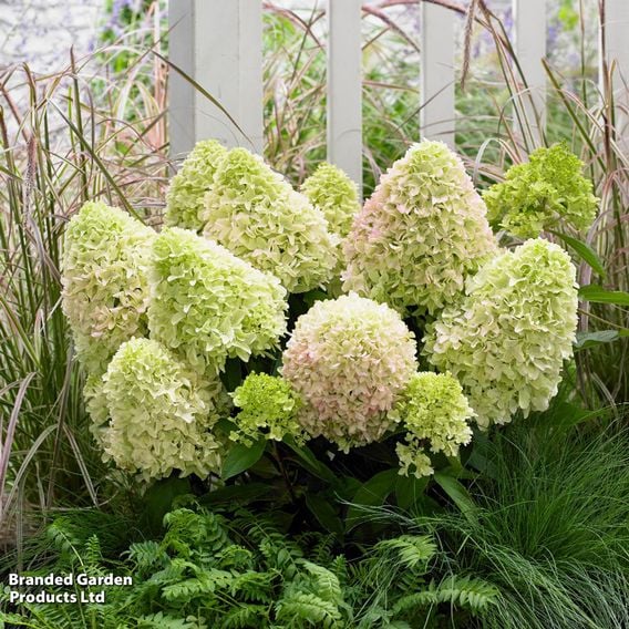Hydrangea 'Little Fresco'